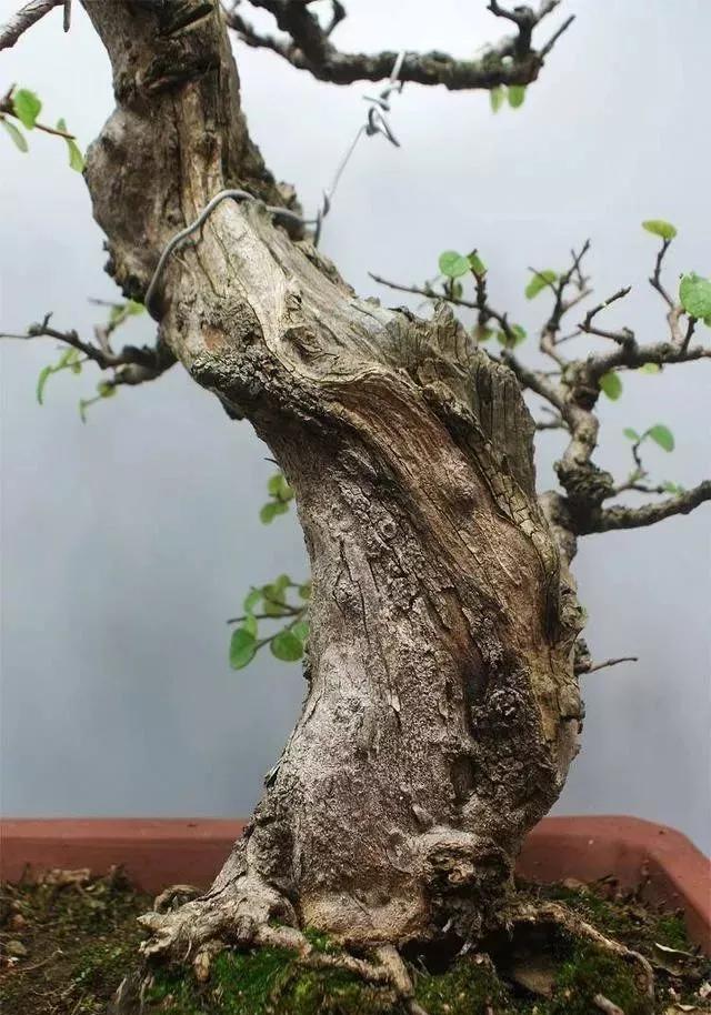 珍珠柏盆景不绿不发新芽怎么回事,盆景老桩上盆发芽后新芽干枯