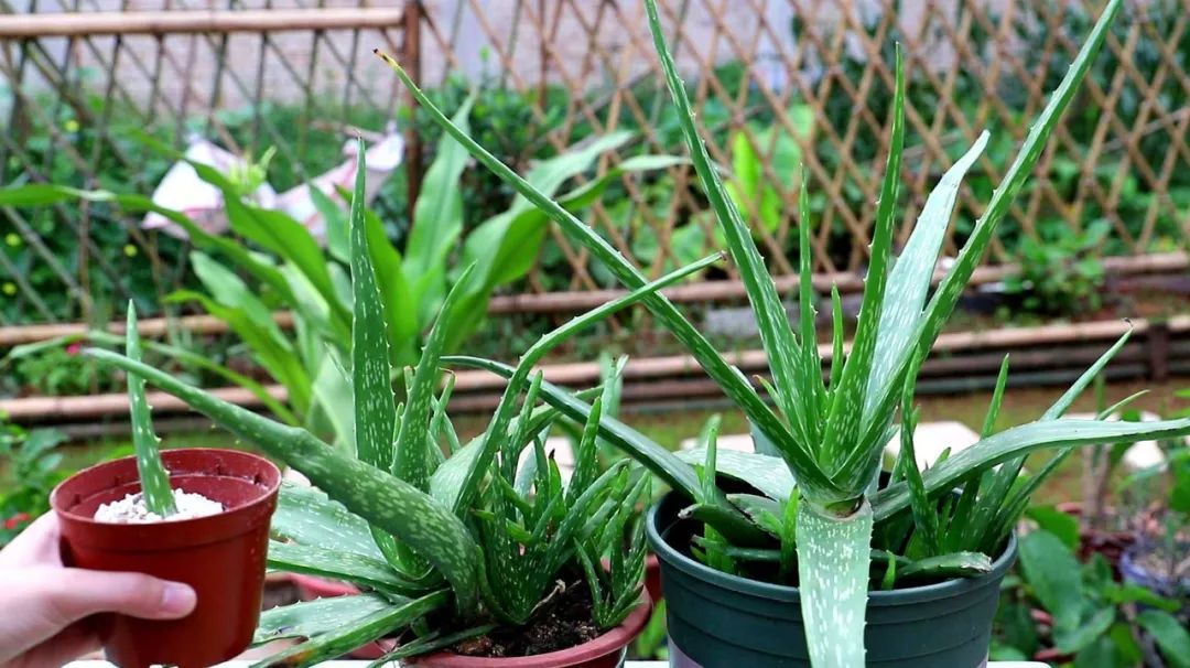 大盆适合种植芦荟,养好一盆芦荟其实很简单