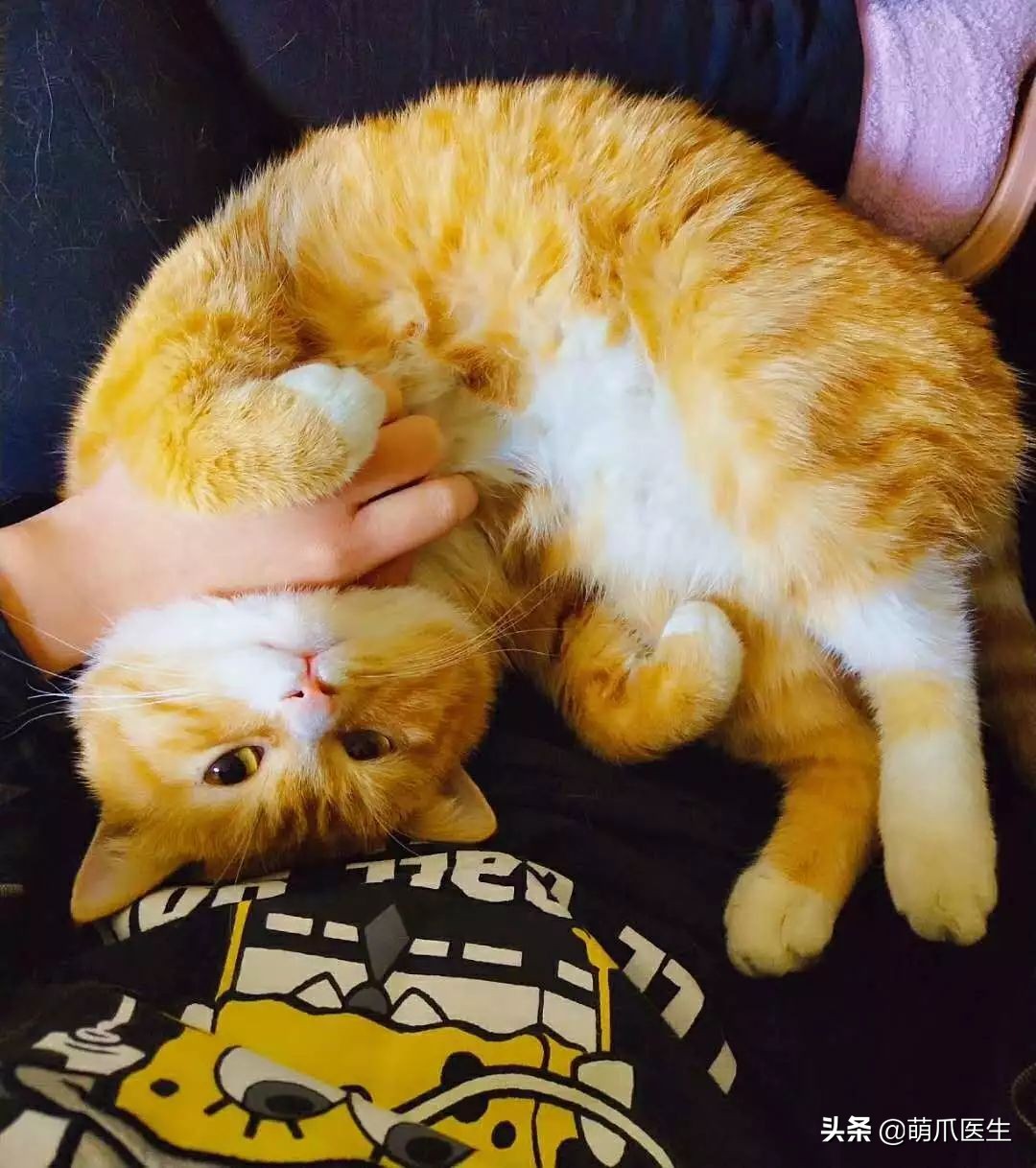 猫这篇文章告诉我们的道理,猫这篇文章告诉我们一个什么道理