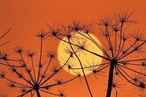 庄稼收成不好怎么办,庄稼常年收成不好