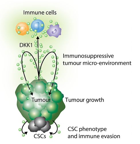 罗氏中医调理癌症,国产pd1治疗膀胱癌新药
