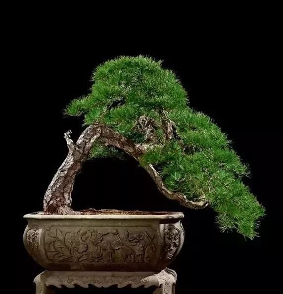 最贵的盆栽值多少钱,价格最昂贵的盆栽