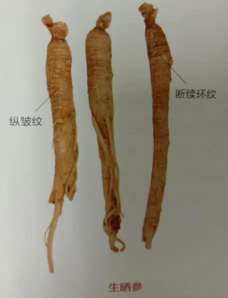 人参红参西洋参的来源及性状特征,人参红参西洋参党参的功效与作用