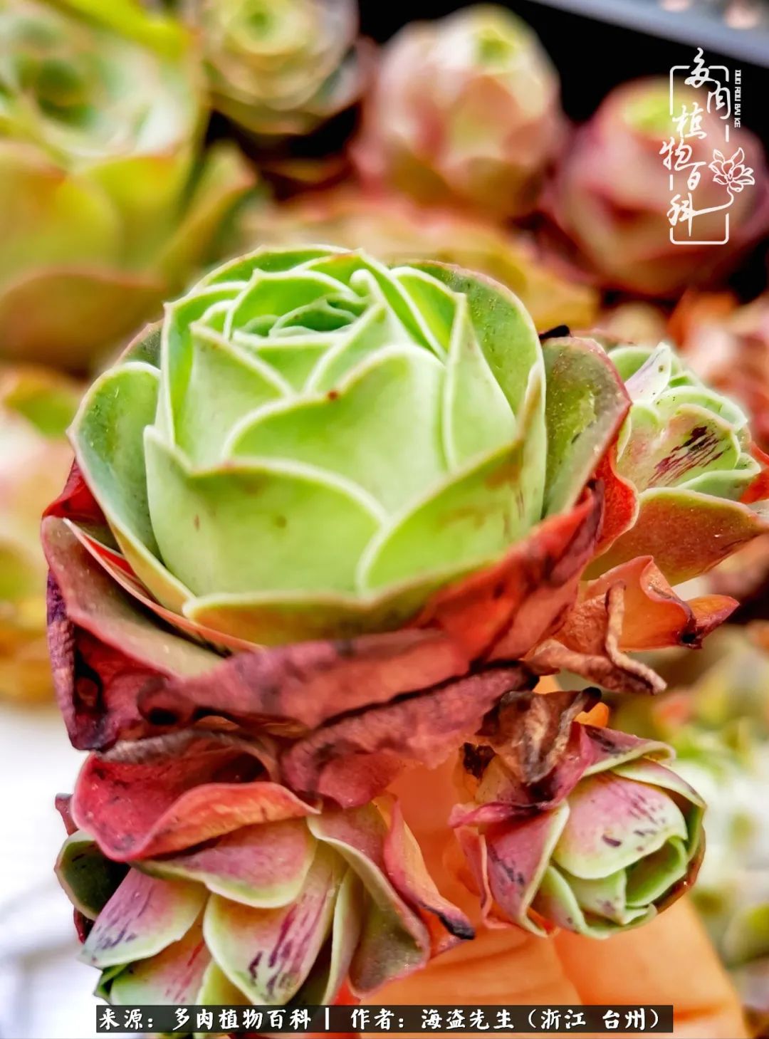 山地玫瑰养护顺口溜,山地玫瑰的养护种植注意事项视频