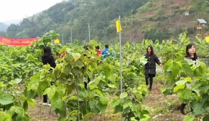 又是一年桑葚采摘季,又是一年桑果成熟的季节