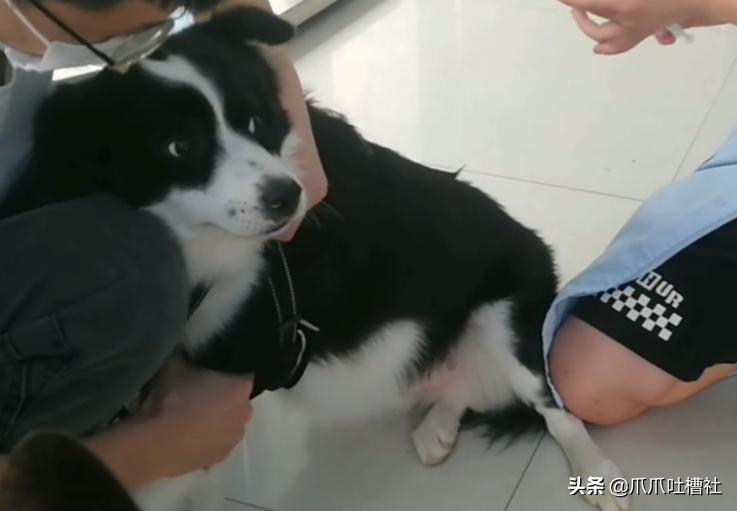 可怜的狗狗打针是怎么样的呢,狗狗打针反应迟钝智商受威胁