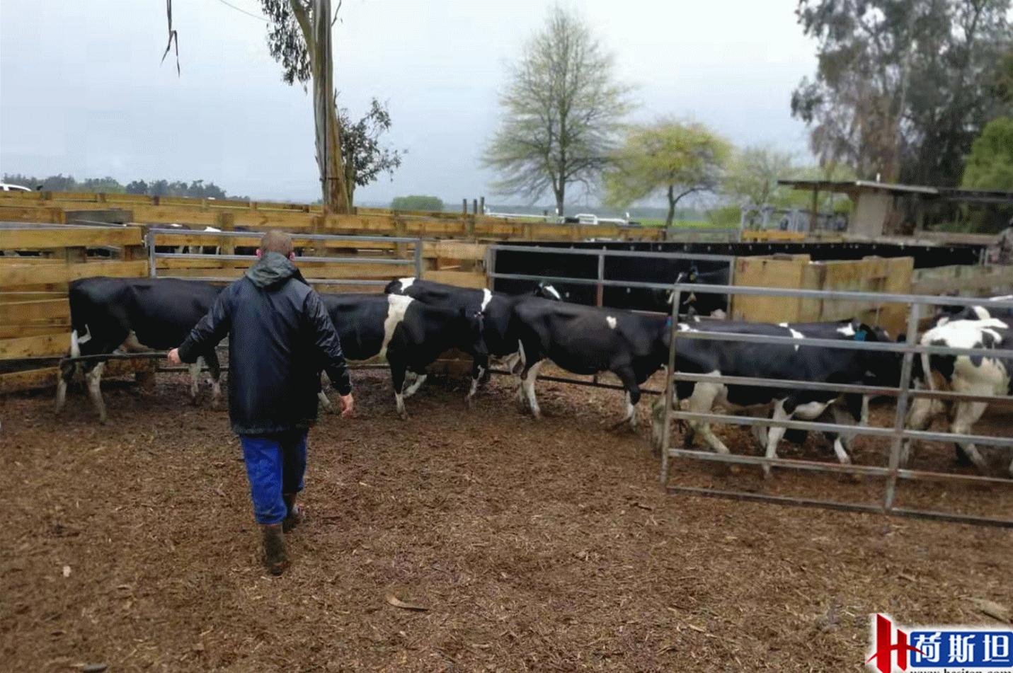 4000头新西兰牛抵达大丰港适合中国消费者的海福特肉牛强势来袭