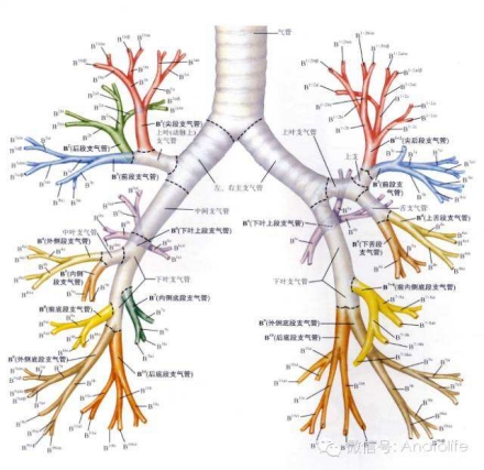 预防肺气肿的疫苗,肺气肿应该怎样预防