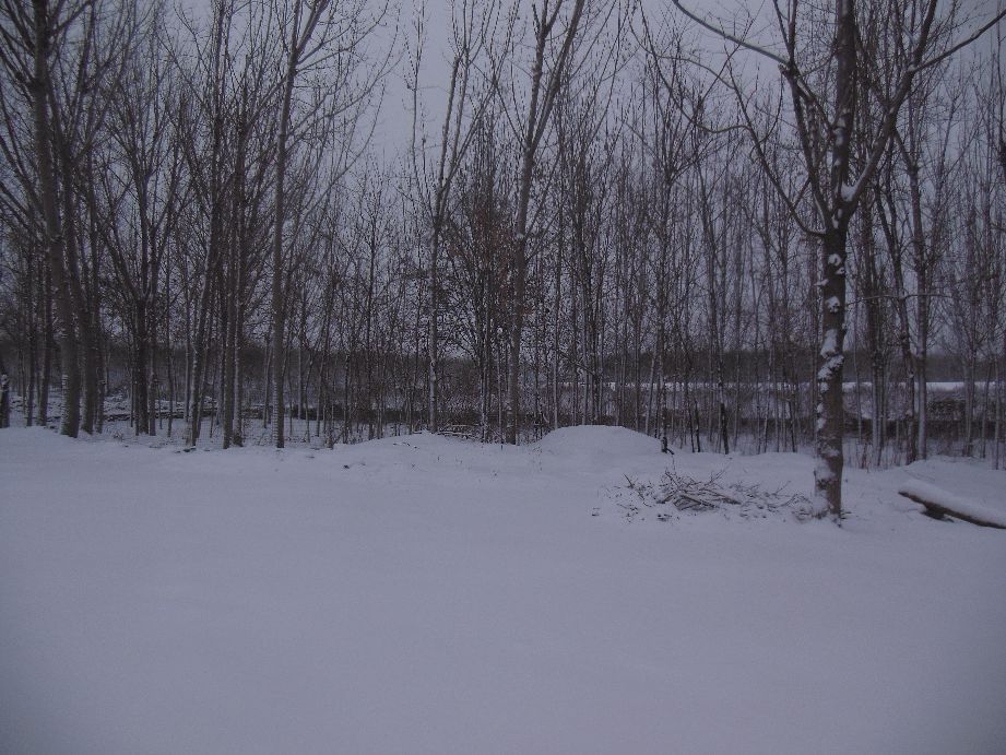 期盼一场雪的到来,期待一场雪的到来诗句