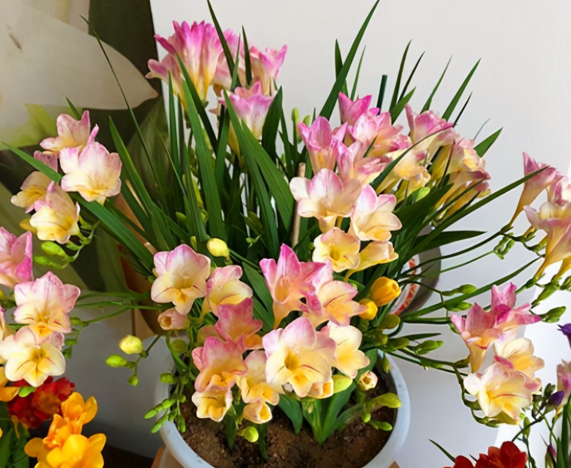 香雪兰四季开花,香雪兰开花图片