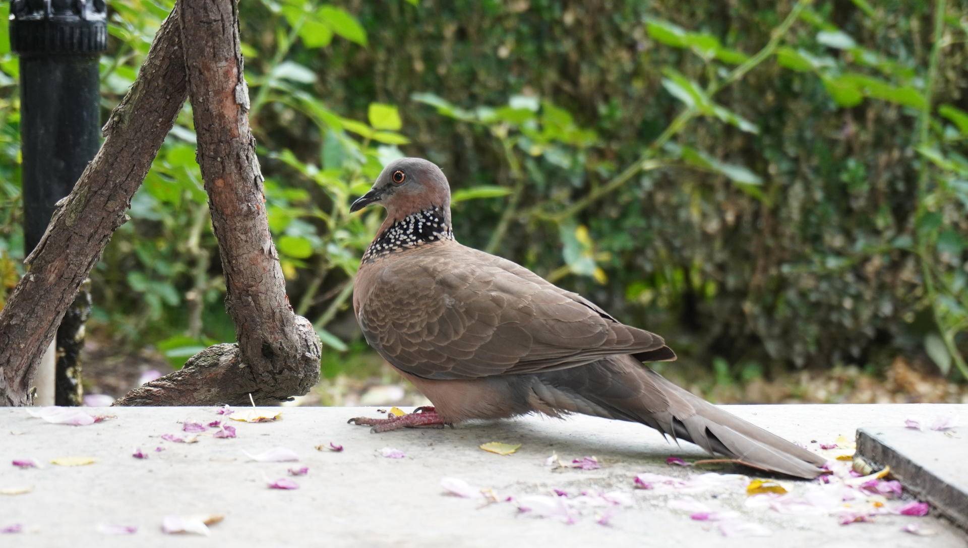 索尼微单6000与6100区别,索尼6100拍抖音评测