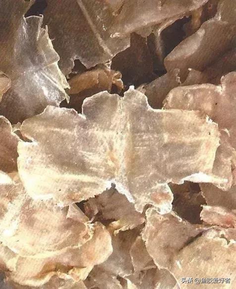 哪种鱼胶最好7种鱼胶的分类,鱼胶知识与食用方法
