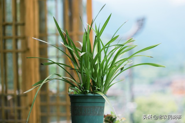 曾是高价“天鹅肉”，一株能卖上百万，现在掉到几十块，啥原因？