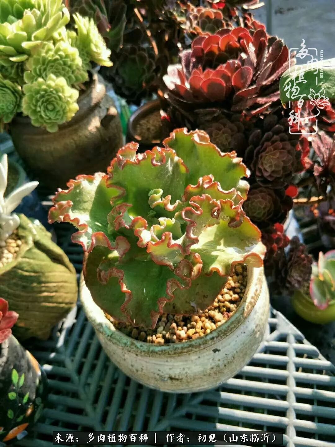 四季颜值在线的多肉,多肉的每一天