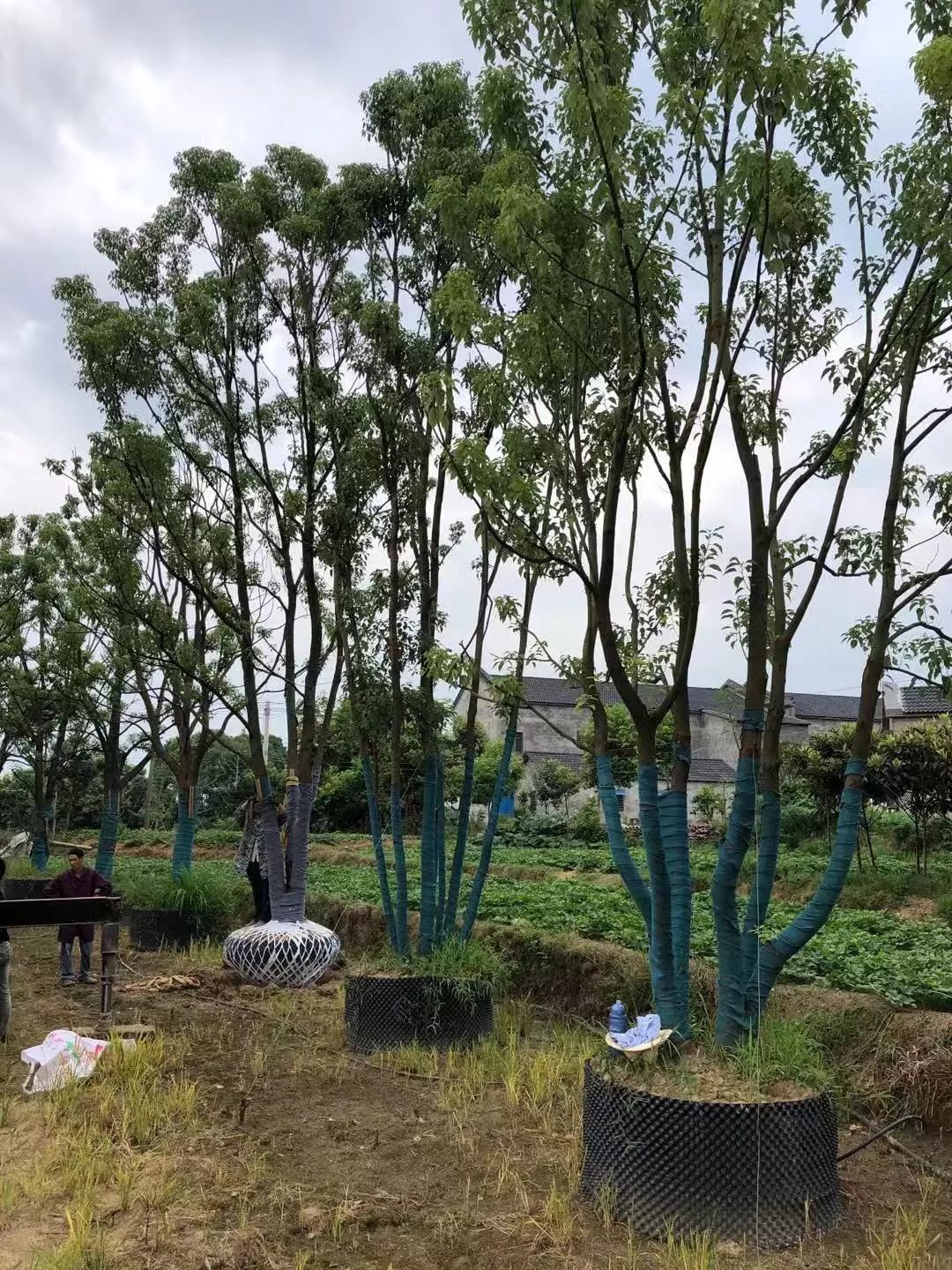 郑显华:显豁知幽抱,华顶望山高