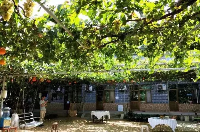 葡萄小镇攻略,长安区南寨西村太阳葡萄小镇