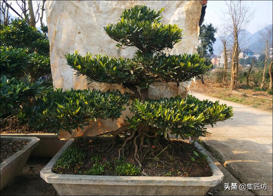 蚊母盆景植物,蚊母盆景的养殖方法