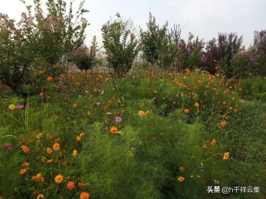 我的家乡商丘夏邑,夏邑又多一处美景有山有水还有花