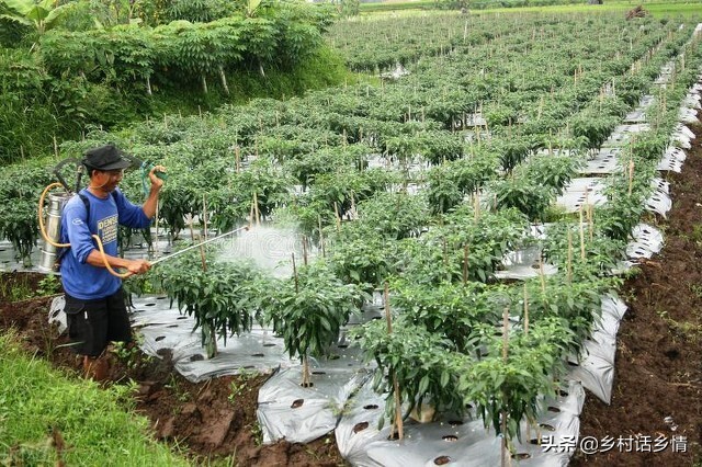 给蔬菜喷上小苏打可以防治病虫害,蔬菜病虫害防治技术小苏打