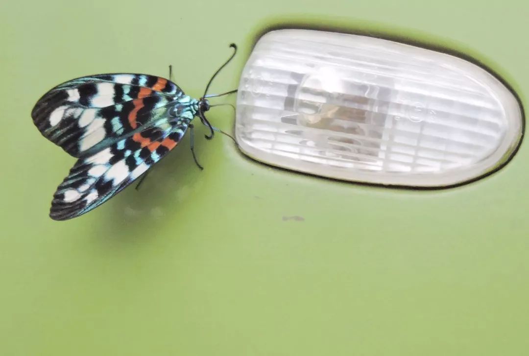 传说中的蛊虫真的有吗,传说中的扑棱蛾子
