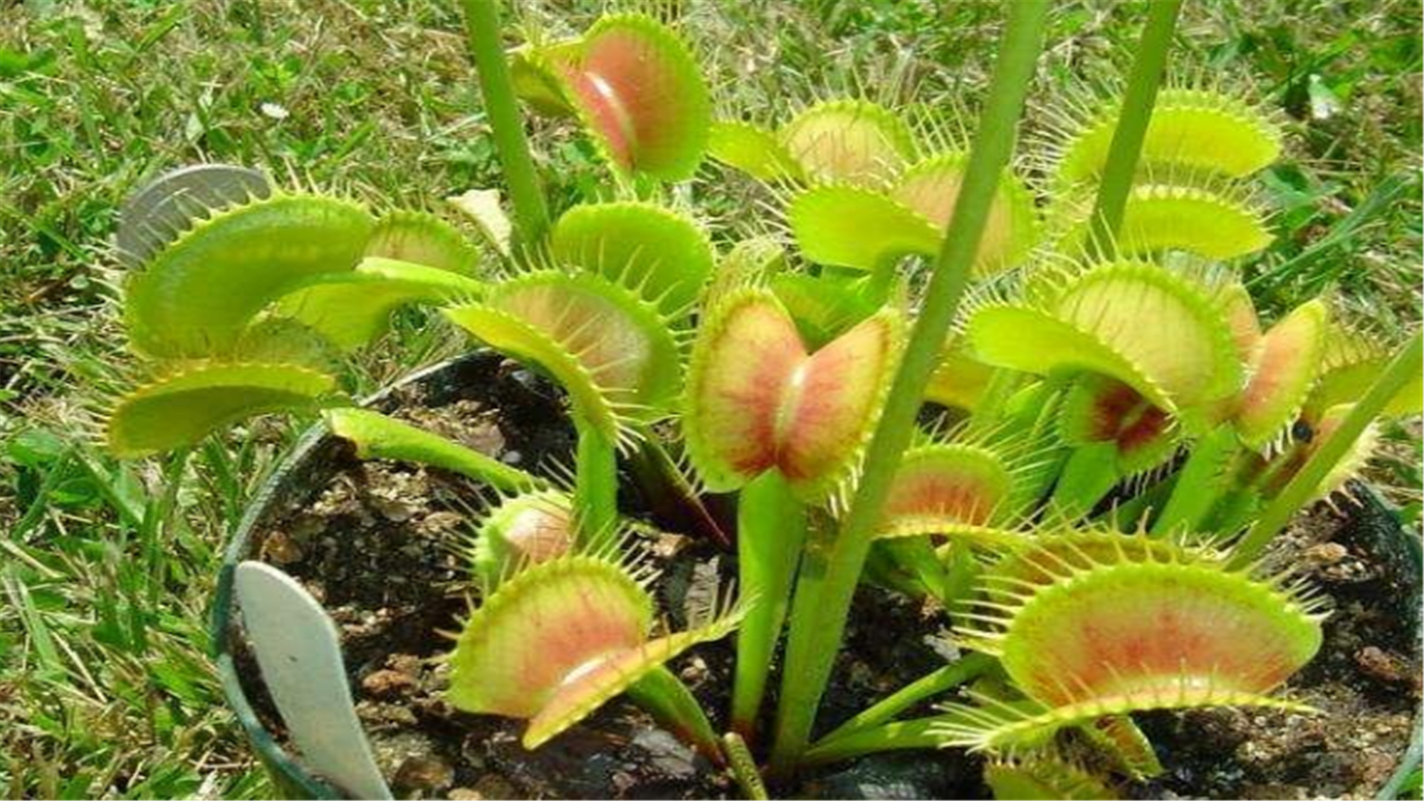 养花经常在土里遇到的害虫有哪些,养花不生虫害的植物