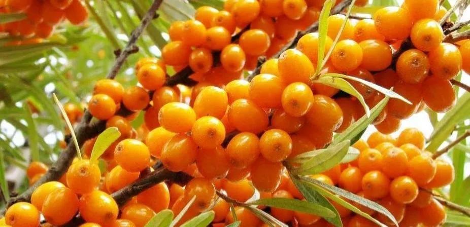 各种常吃水果名和图片,喜欢吃水果了解水果种类