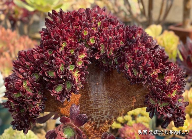 多肉法师舍不得买老桩？秋天入手小的也行，拿回家这样种很快服盆