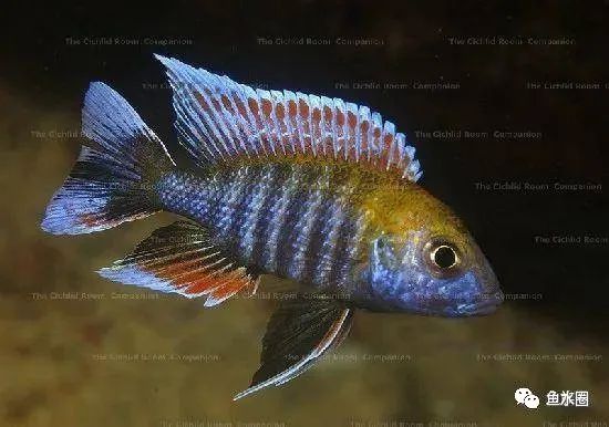 三湖慈鲷马鲷孔雀珍珠系能长多大,三湖慈鲷之孔雀