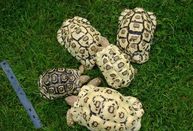 养殖龟分析,养殖陆龟犯不犯法