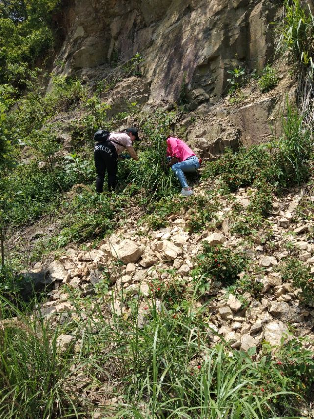 爬山摘覆盆子,汤溪摘覆盆子