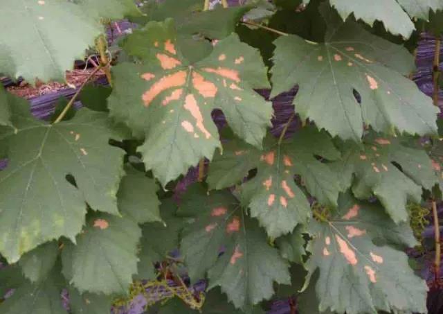 葡萄生理性枯叶怎么处理,葡萄落叶病害治疗