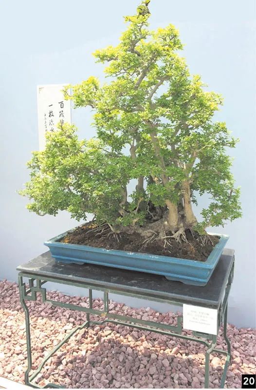 盆景修行,学习盆景技术最好的书