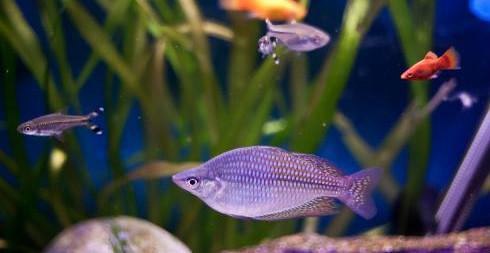 观赏鱼在生病期间需要换水吗,观赏鱼生病给鱼缸放青霉素可以吗