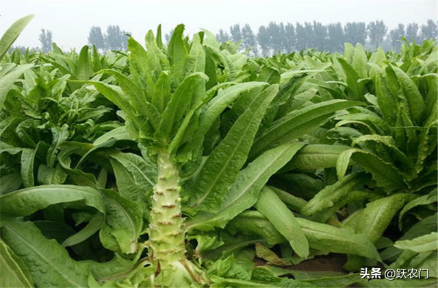 种植致富路,夏季大棚莴笋的种植技术