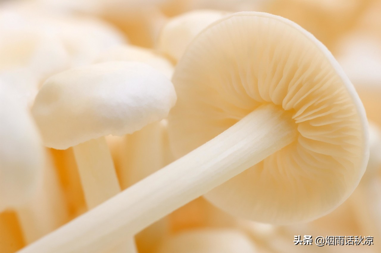 怎样保存金针菇的最好方法,金针菇最好的保鲜方法