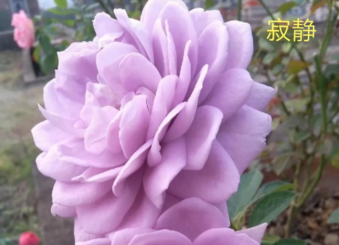 适合做切花的月季品种,十大公认最好切花月季