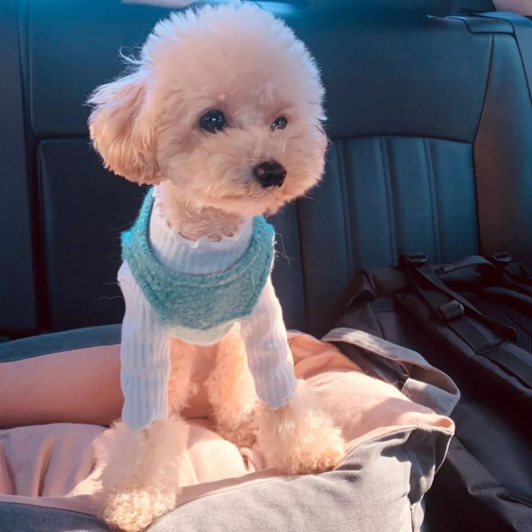 养了这么多狗狗老了都送哪去了,养了这么多年的狗都会心疼