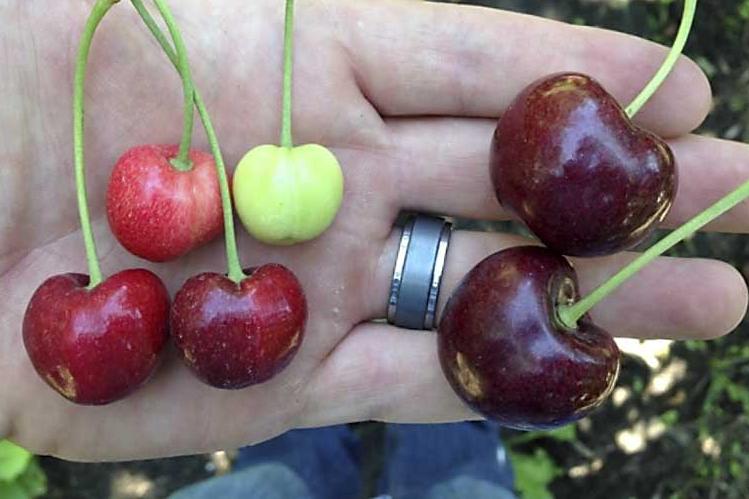 澳洲和智利车厘子区别,智利车厘子和车厘子有什么不一样