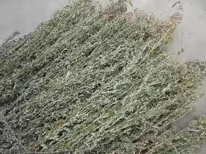 什么时候割艾草最佳 (什么时候割艾草最好呢)