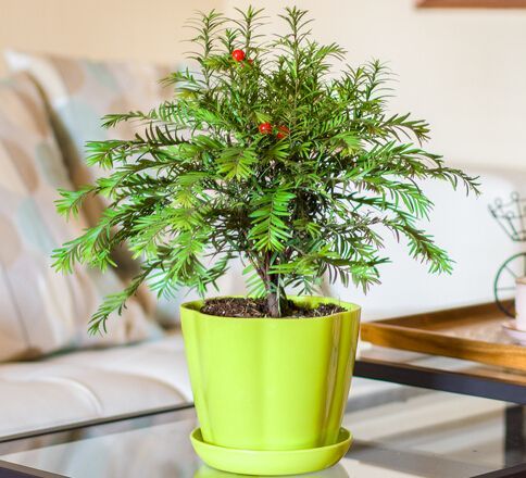 红豆杉的叶子发黄落叶怎么回事,地栽红豆杉树叶发黄是什么原因