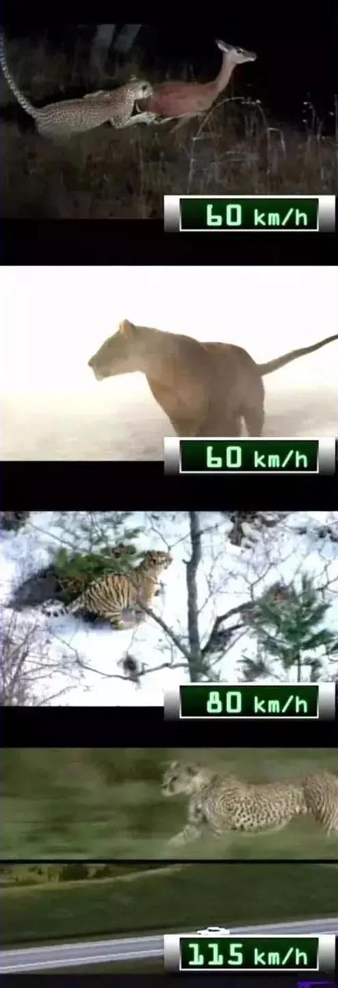 东北虎下山进村伤人老虎被鹅咬,东北虎下山进村伤人最后怎么样了