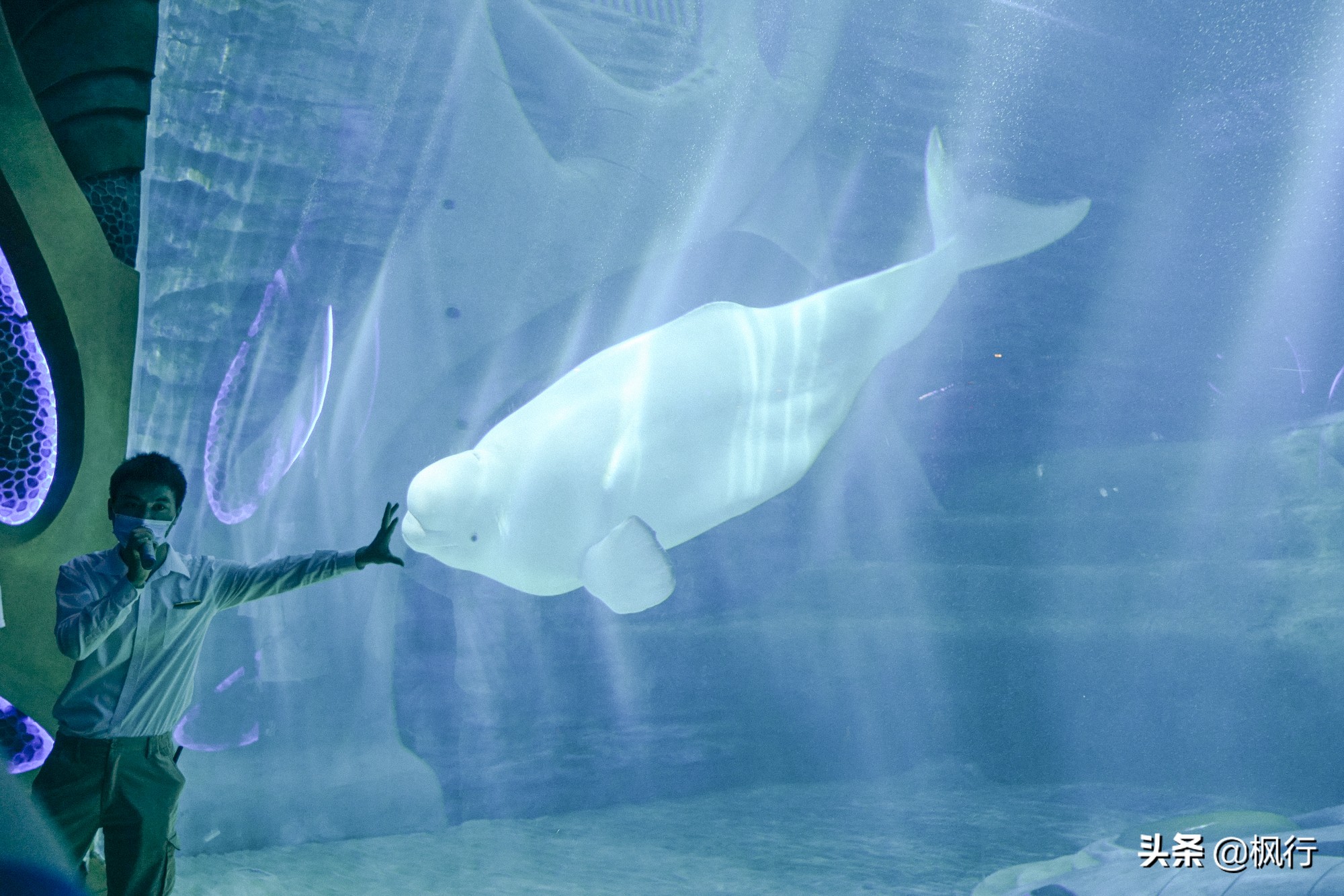 被猴子袭击，门票昂贵，拍照被轰，被我全程吐槽的三亚到底值不值