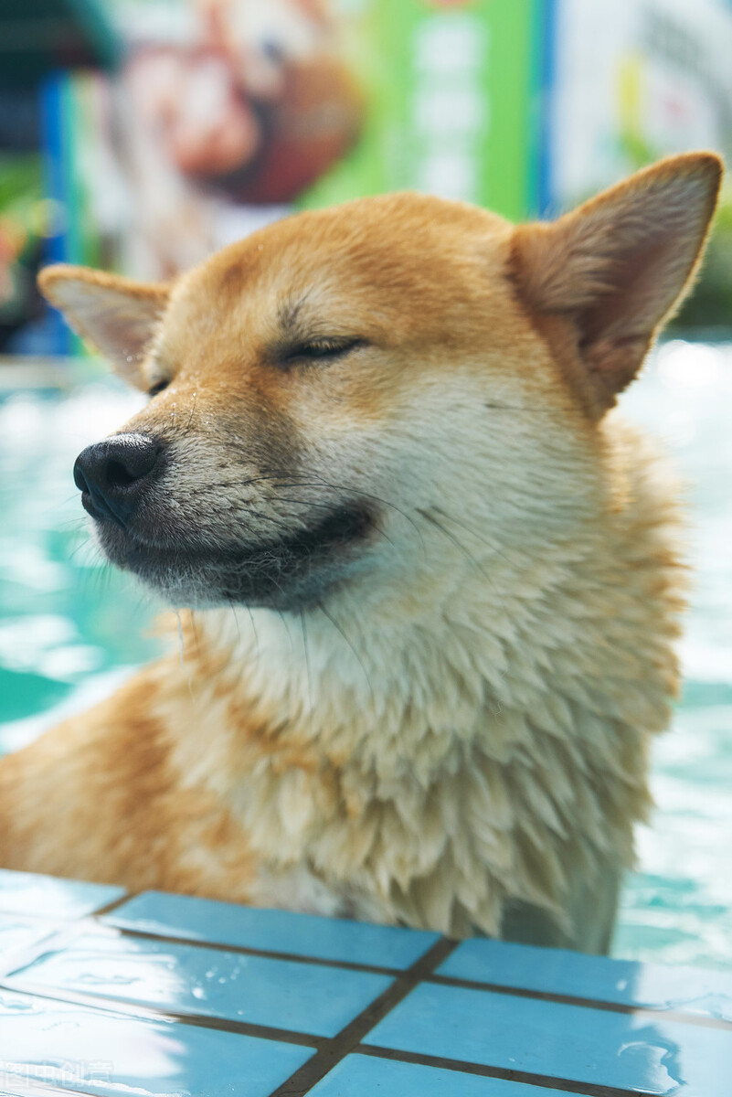 柴犬优缺点有哪些,柴犬的优缺点都有哪些