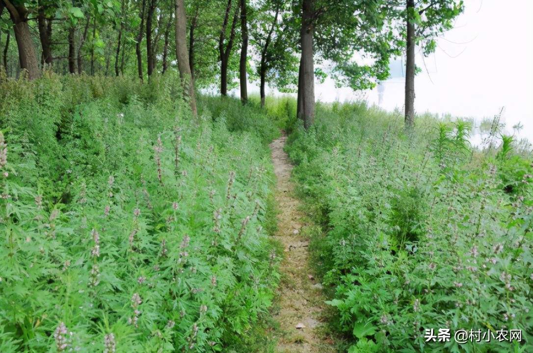 农村最赚钱的创业项目是,2022年农村创业致富的好项目