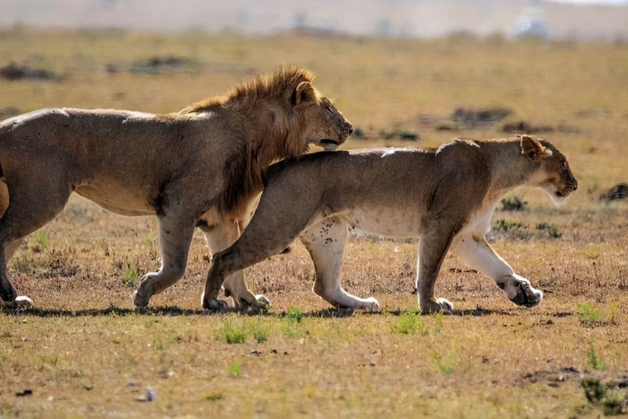 猫交配时，为什么叫声凄惨？公猫为什么要咬母猫的后颈？