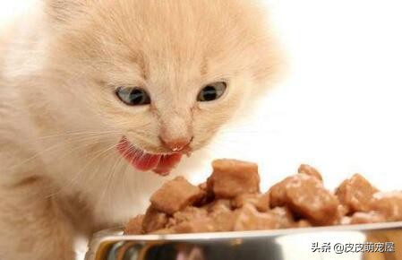 这5种行为，正在缩短宠物猫的寿命，你知道吗？