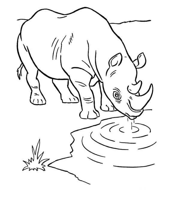 画画教程3-6岁简笔画动物,动物简笔画教程儿童简单又漂亮