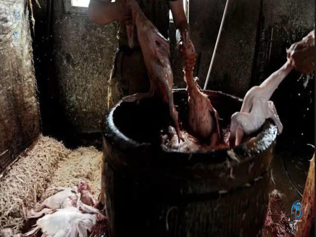 鸭子容易拔毛方法,鸭子拔毛诀窍