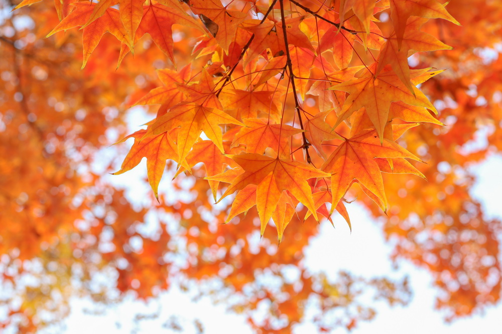 佳能eosm200测评,相机推荐入门佳能eosm200