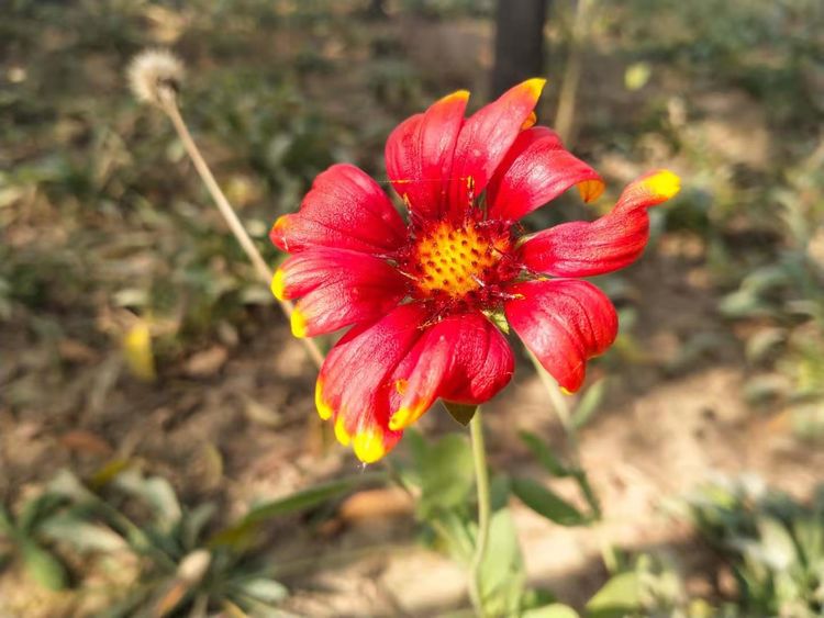 解决问题的策略教学反思,面对成长中的问题教学反思